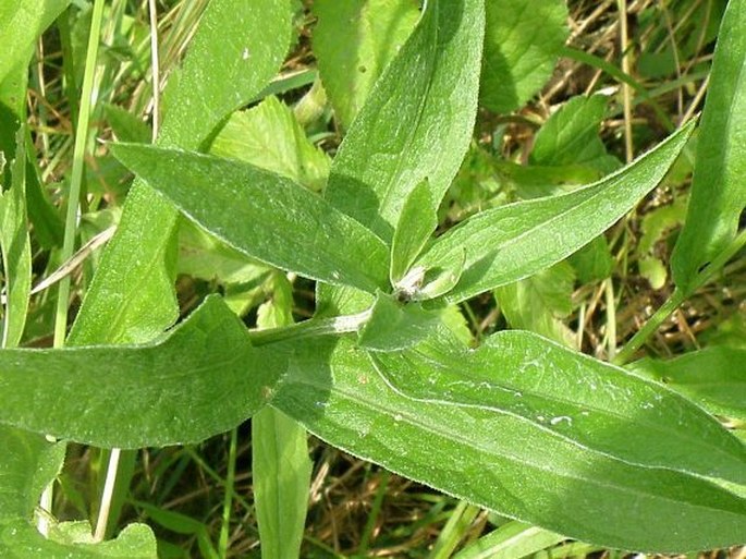 Centaurea oxylepis