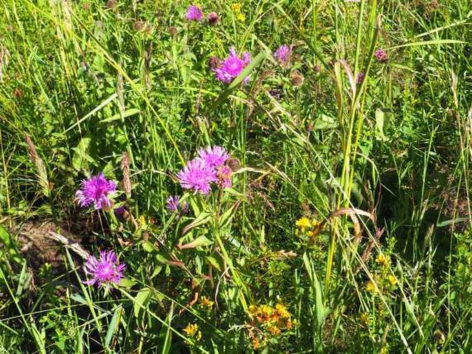 Centaurea phrygia