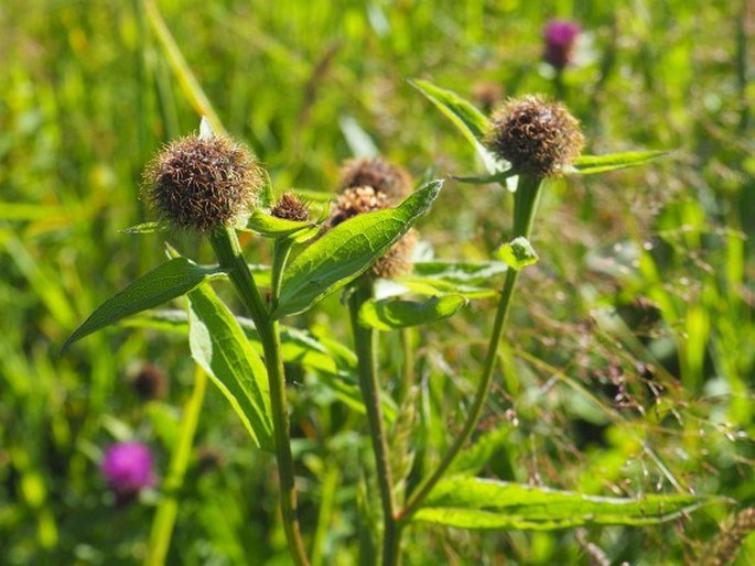 Centaurea phrygia