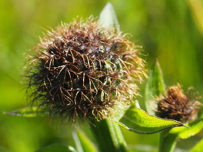 Centaurea phrygia