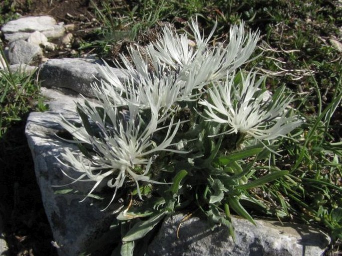 CENTAUREA PINDICOLA (Griseb.) Griseb. ex Boiss.