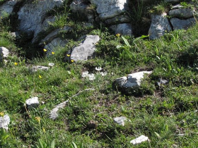 Centaurea pindicola