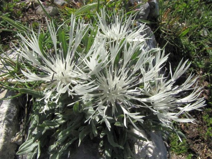 Centaurea pindicola