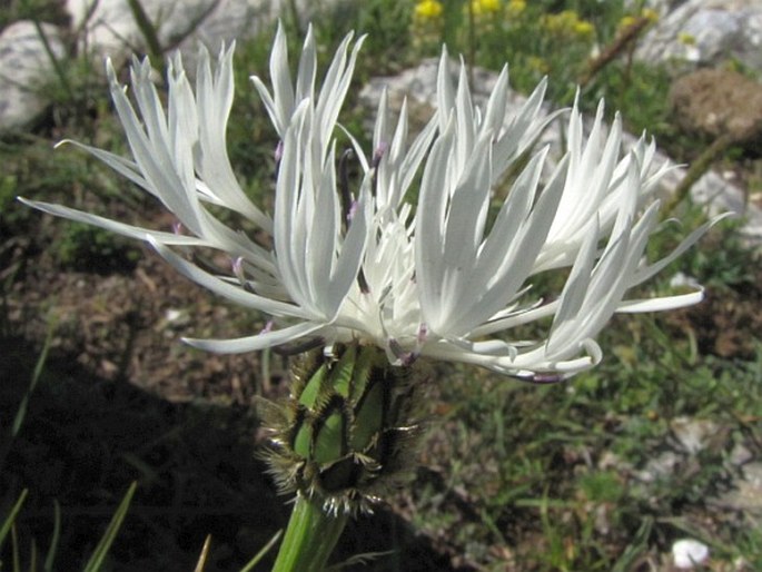 Centaurea pindicola