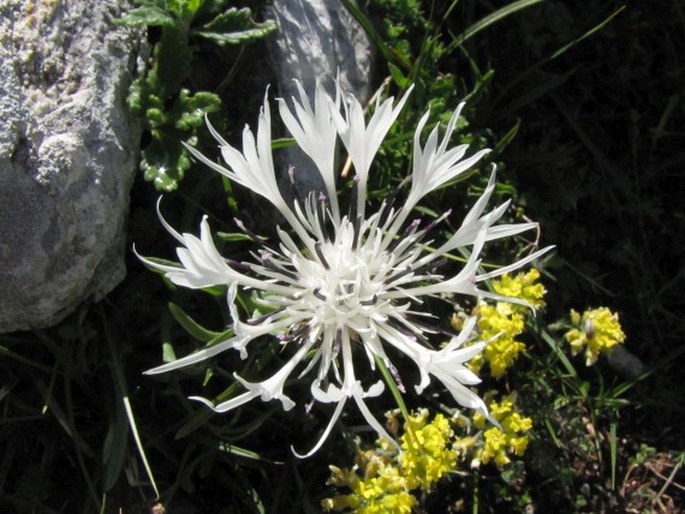 Centaurea pindicola