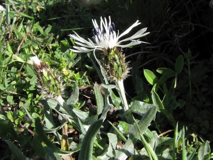 Centaurea pindicola