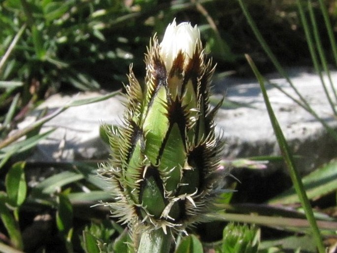 Centaurea pindicola