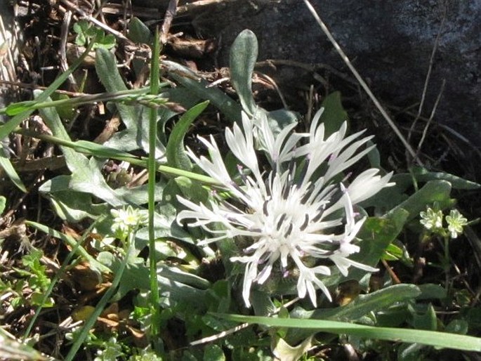 Centaurea pindicola