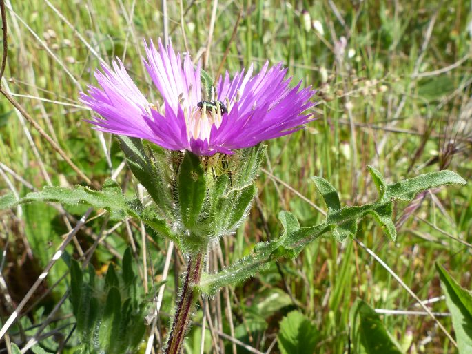 Centaurea pullata