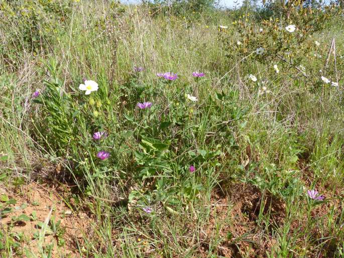 Centaurea pullata