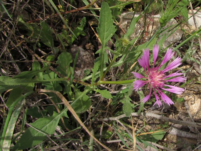 Centaurea pullata