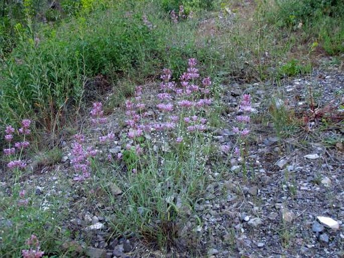 Centranthus longiflorus