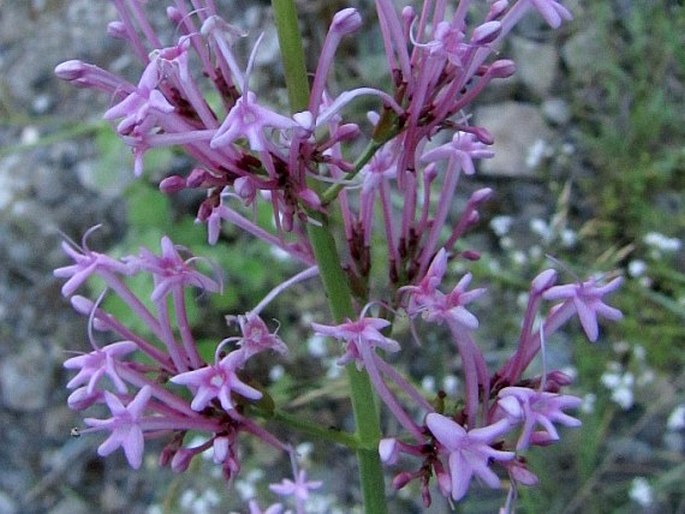 Centranthus longiflorus