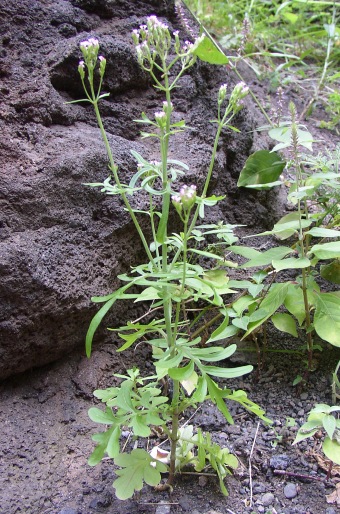 Centranthus calcitrapae