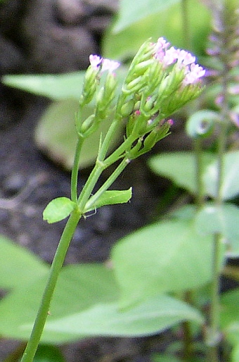 Centranthus calcitrapae