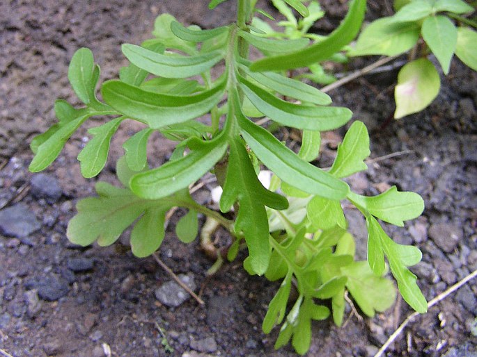 Centranthus calcitrapae