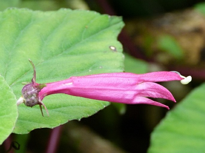 CENTROPOGON CORDIFOLIUS Benth.