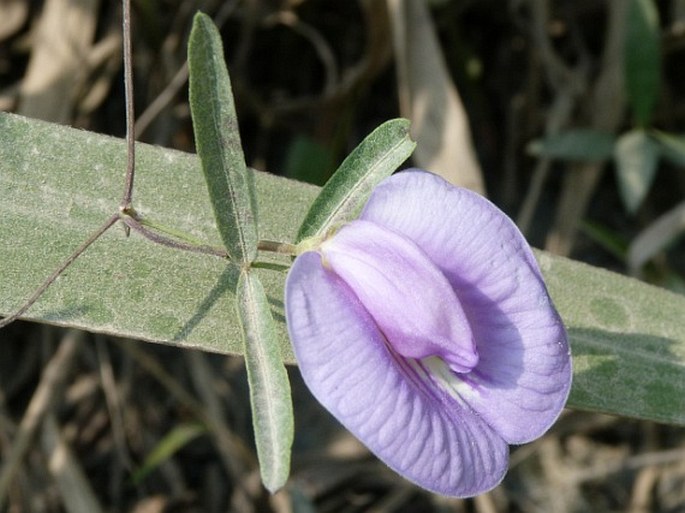 CENTROSEMA ANGUSTIFOLIUM (Kunth) Benth.