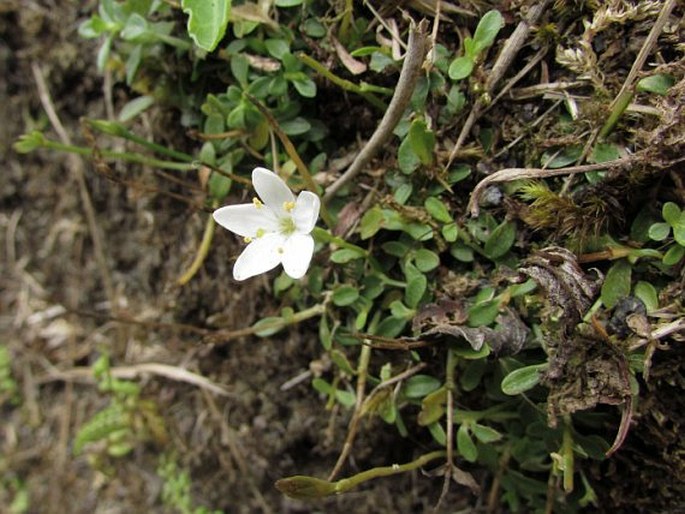 Centaurium scilloides