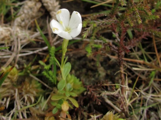 Centaurium scilloides