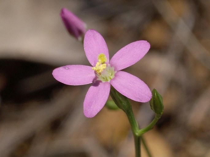 CENTAURIUM TENUIFLORUM subsp. VIRIDENSE (Bolle) O. Erikss. et al. – zeměžluč / zemežlč