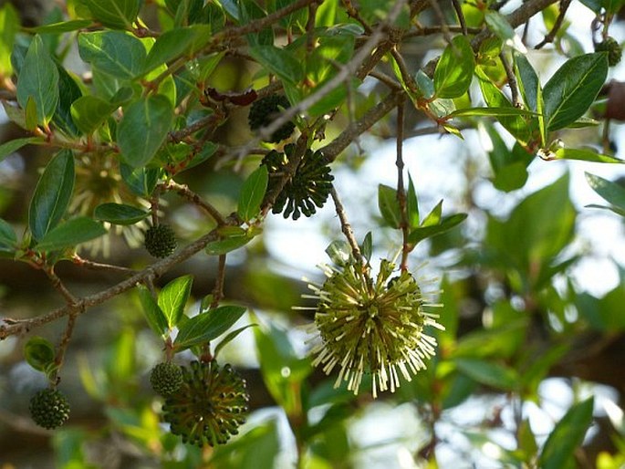 Cephalanthus natalensis