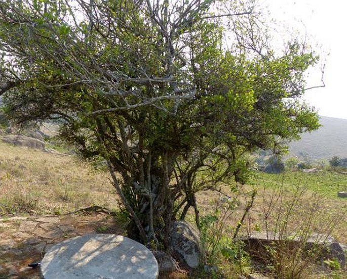 Cephalanthus natalensis