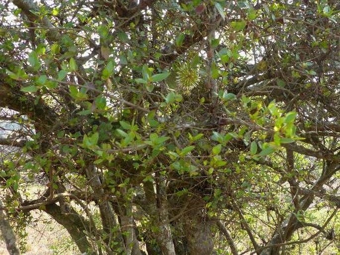 Cephalanthus natalensis