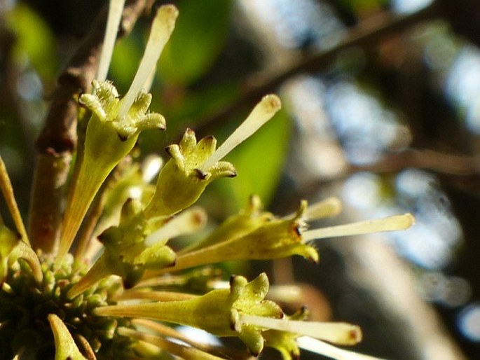 Cephalanthus natalensis