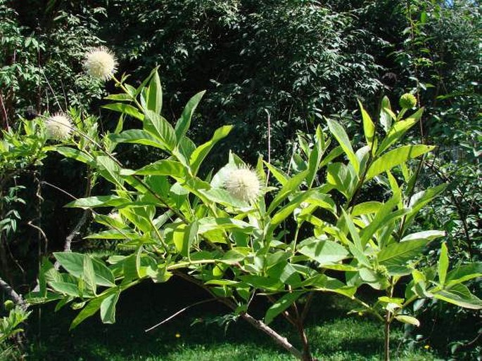 Cephalanthus occidentalis