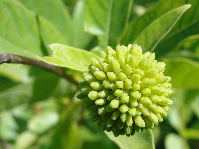 Cephalanthus occidentalis