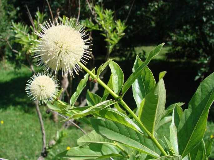 Cephalanthus occidentalis