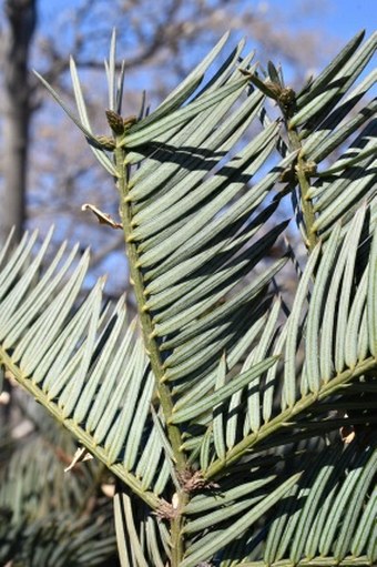 Cephalotaxus sinensis