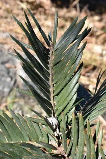 Cephalotaxus sinensis