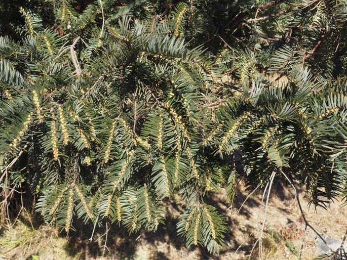 Cephalotaxus sinensis