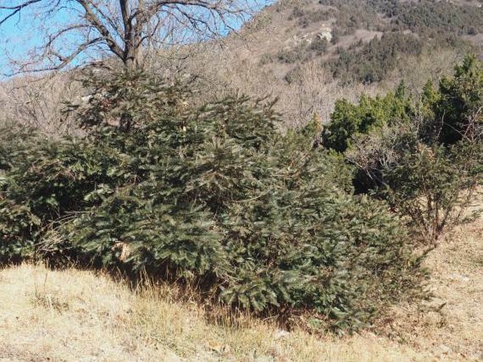 Cephalotaxus sinensis