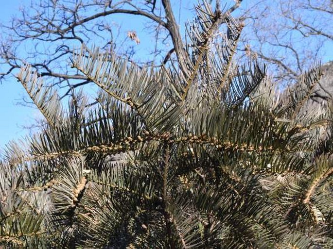 Cephalotaxus sinensis