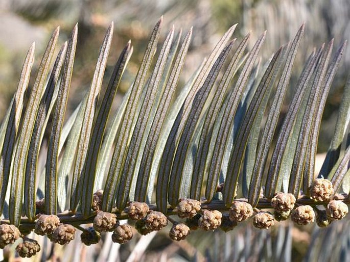 Cephalotaxus sinensis