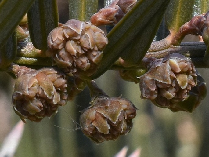 Cephalotaxus sinensis