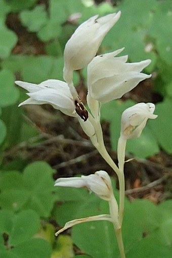 Cephalanthera austiniae