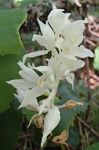 Cephalanthera austiniae