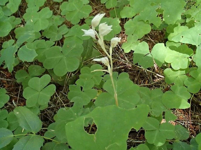 Cephalanthera austiniae