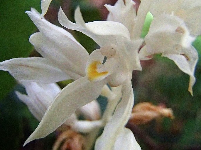 Cephalanthera austiniae