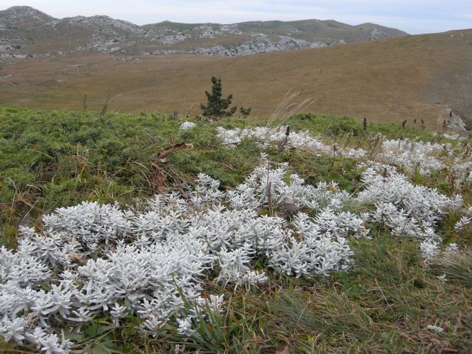 Cerastium biebersteinii