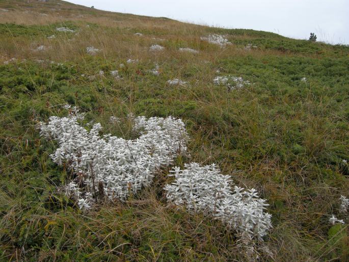 Cerastium biebersteinii