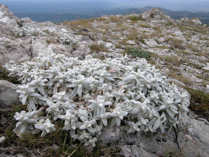 Cerastium biebersteinii