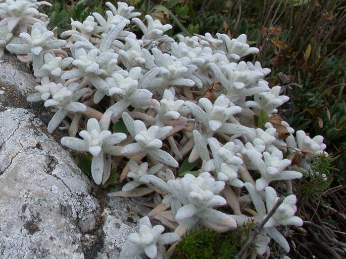 Cerastium biebersteinii