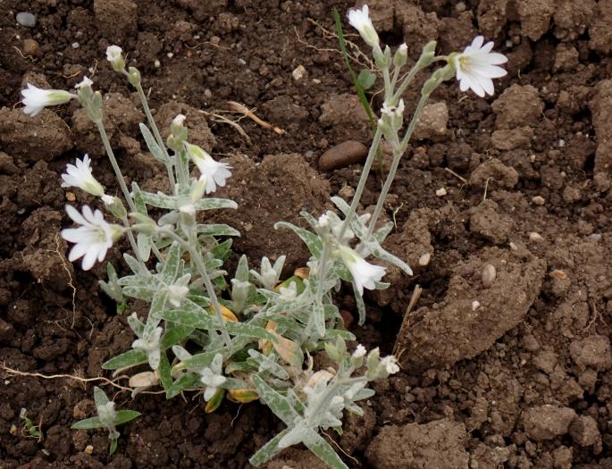 Cerastium biebersteinii