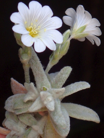 Cerastium biebersteinii