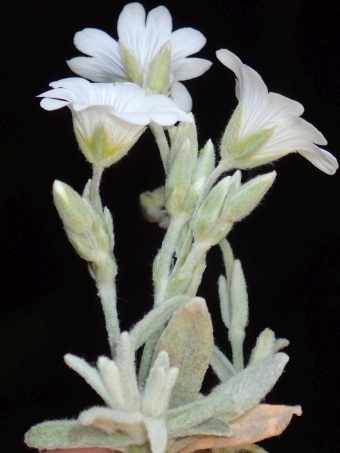 Cerastium biebersteinii